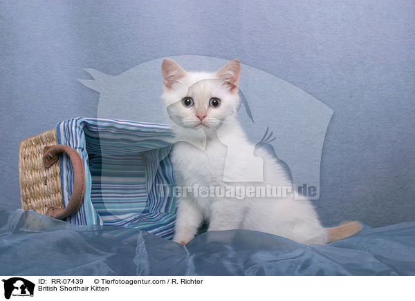 Britisch Kurzhaar Ktzchen / British Shorthair Kitten / RR-07439