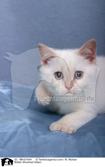 Britisch Kurzhaar Ktzchen / British Shorthair Kitten / RR-07444