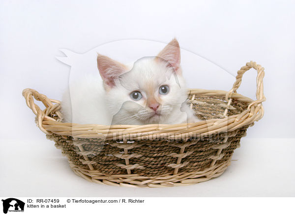 kitten in a basket / RR-07459