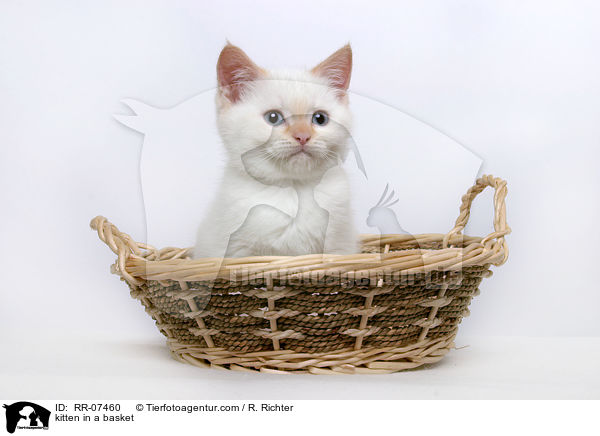 Ktzchen im Krbchen / kitten in a basket / RR-07460