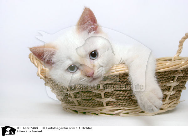 kitten in a basket / RR-07463