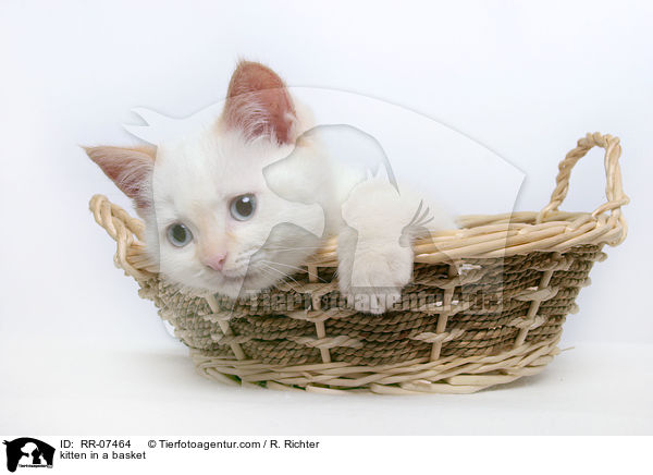 Ktzchen im Krbchen / kitten in a basket / RR-07464