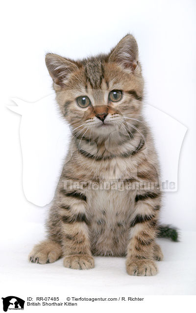 Britisch Kurzhaar Ktzchen / British Shorthair Kitten / RR-07485