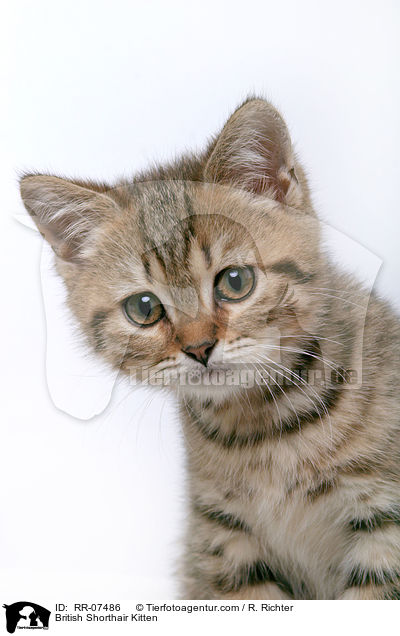 British Shorthair Kitten / RR-07486