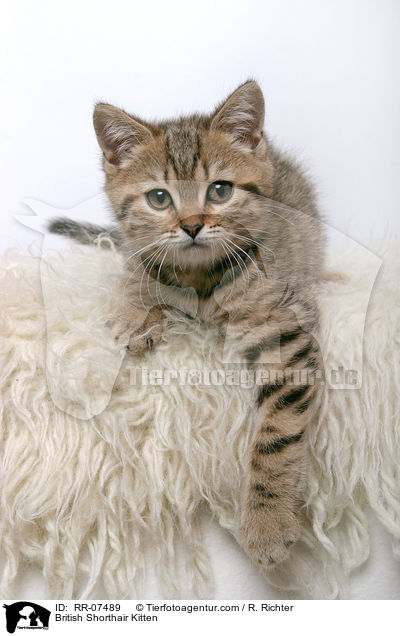 Britisch Kurzhaar Ktzchen / British Shorthair Kitten / RR-07489