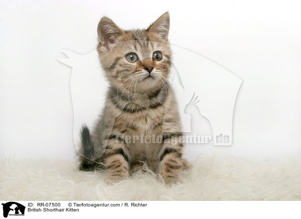 Britisch Kurzhaar Ktzchen / British Shorthair Kitten / RR-07500