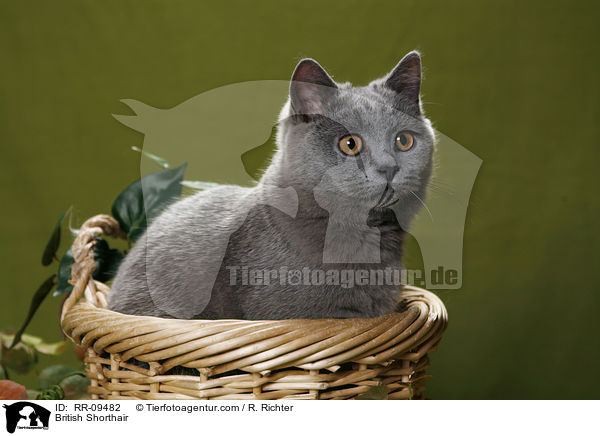 Britisch Kurzhaar / British Shorthair / RR-09482