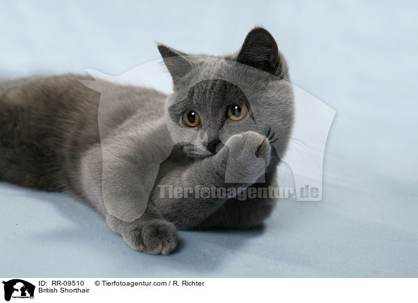 Britisch Kurzhaar / British Shorthair / RR-09510