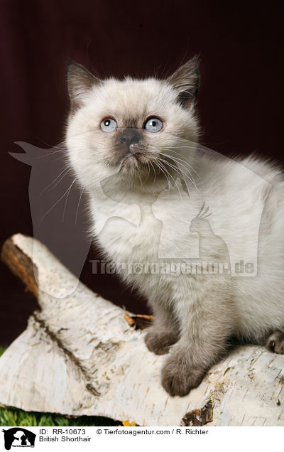 Britisch Kurzhaar / British Shorthair / RR-10673