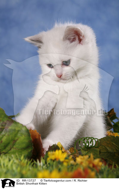 Britisch Kurzhaar Ktzchen / British Shorthair Kitten / RR-13727