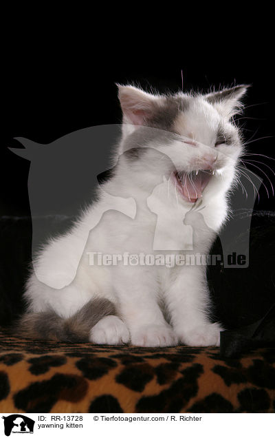 ghnendes Ktzchen / yawning kitten / RR-13728