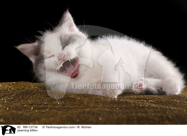 ghnendes Ktzchen / yawning kitten / RR-13734