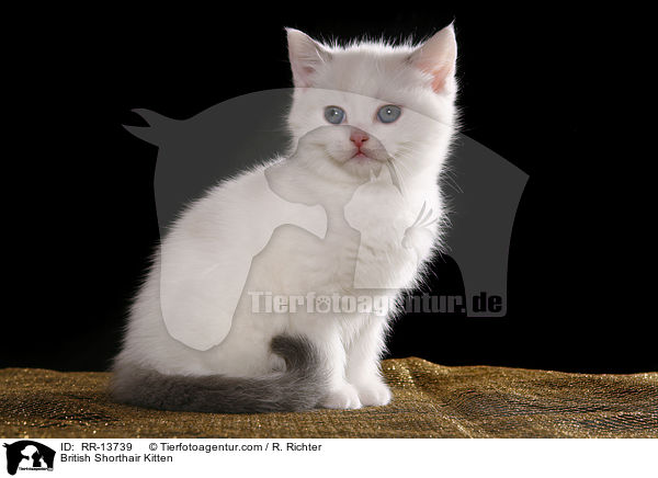 Britisch Kurzhaar Ktzchen / British Shorthair Kitten / RR-13739