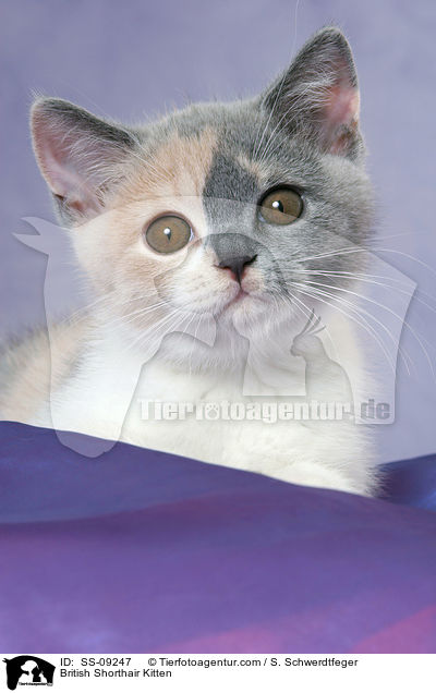 Britisch Kurzhaar Ktzchen / British Shorthair Kitten / SS-09247
