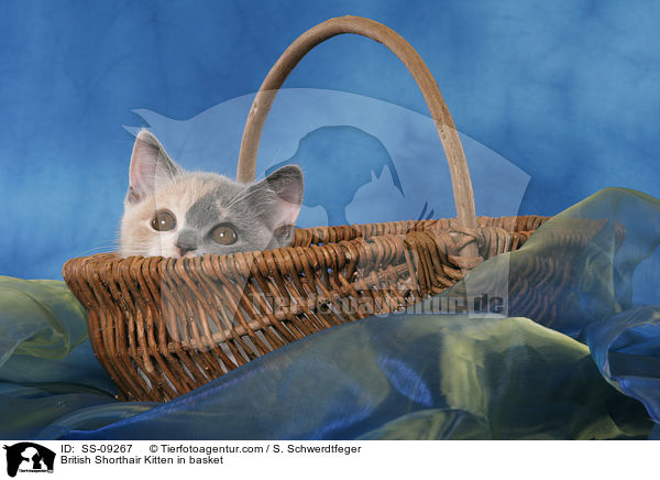 Britisch Kurzhaar Ktzchen in Krbchen / British Shorthair Kitten in basket / SS-09267