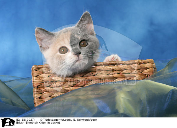 Britisch Kurzhaar Ktzchen in Krbchen / British Shorthair Kitten in basket / SS-09271
