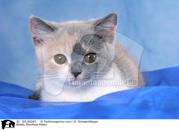 Britisch Kurzhaar Ktzchen / British Shorthair Kitten / SS-09283
