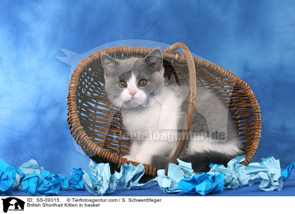 Britisch Kurzhaar Ktzchen in Krbchen / British Shorthair Kitten in basket / SS-09315