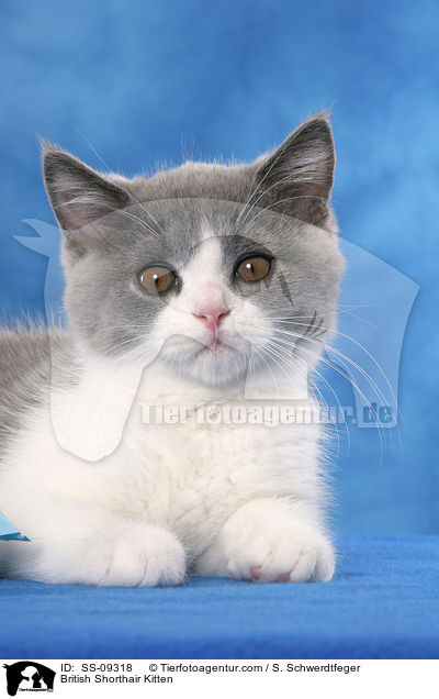 Britisch Kurzhaar Ktzchen / British Shorthair Kitten / SS-09318