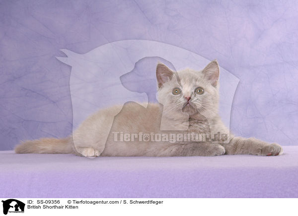 Britisch Kurzhaar Ktzchen / British Shorthair Kitten / SS-09356