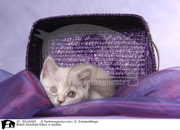Britisch Kurzhaar Ktzchen in Krbchen / British Shorthair Kitten in basket / SS-09365