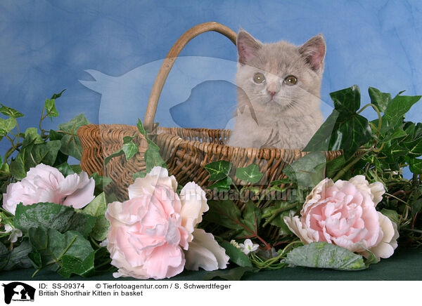 Britisch Kurzhaar Ktzchen in Krbchen / British Shorthair Kitten in basket / SS-09374