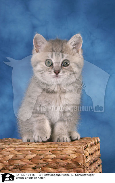 Britisch Kurzhaar Ktzchen / British Shorthair Kitten / SS-10115