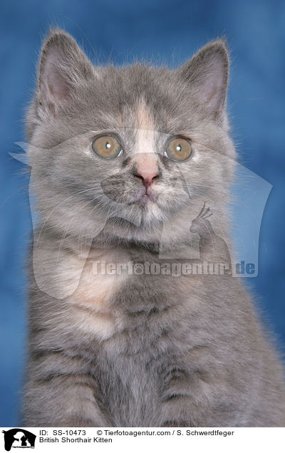 Britisch Kurzhaar Ktzchen / British Shorthair Kitten / SS-10473