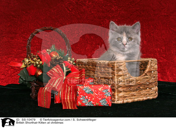 Britisch Kurzhaar Ktzchen zu Weihnachten / British Shorthair Kitten at christmas / SS-10479