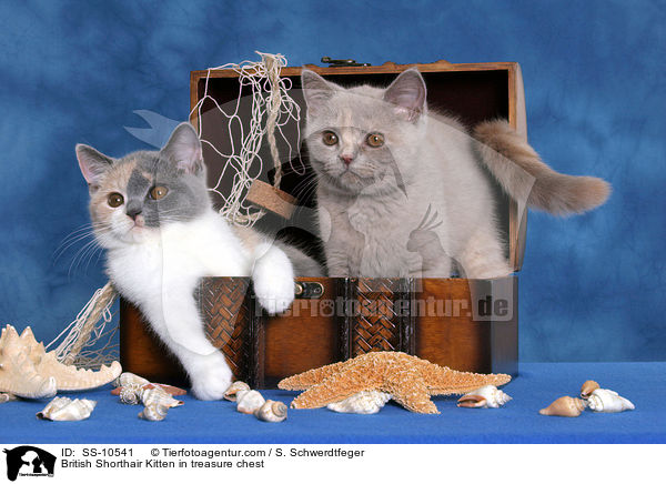 Britisch Kurzhaar Ktzchen in Schatztruhe / British Shorthair Kitten in treasure chest / SS-10541