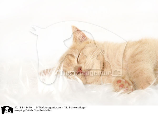 schlafendes Britisch Kurzhaar Ktzchen / sleeping British Shorthair kitten / SS-13440