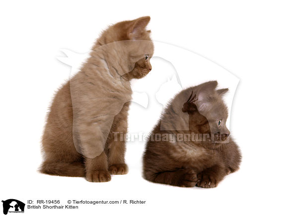 Britisch Kurzhaar Ktzchen / British Shorthair Kitten / RR-19456
