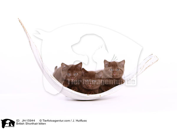 Britisch Kurzhaar Ktzchen / British Shorthair kitten / JH-15944