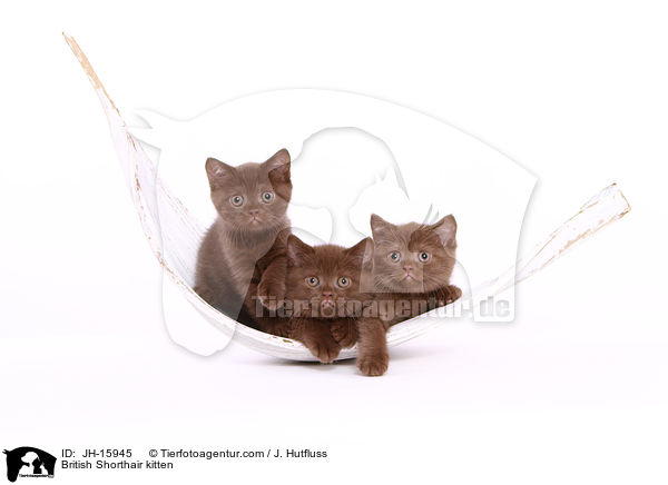 Britisch Kurzhaar Ktzchen / British Shorthair kitten / JH-15945