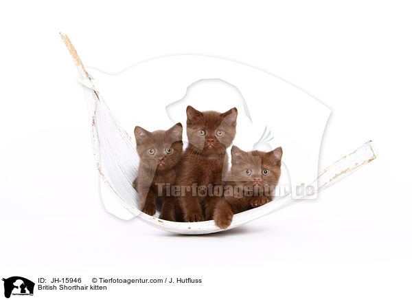 Britisch Kurzhaar Ktzchen / British Shorthair kitten / JH-15946