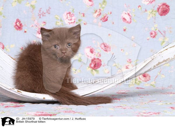 Britisch Kurzhaar Ktzchen / British Shorthair kitten / JH-15979
