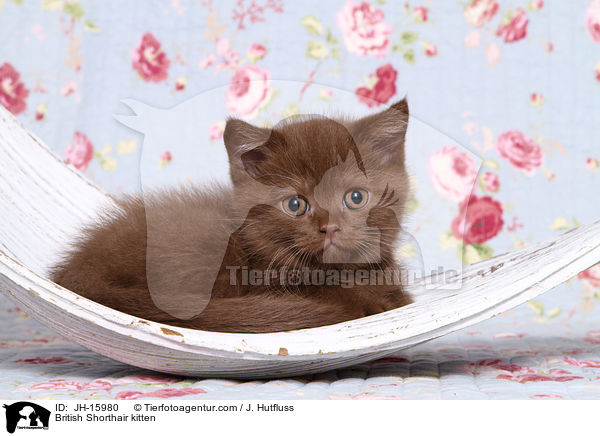 Britisch Kurzhaar Ktzchen / British Shorthair kitten / JH-15980