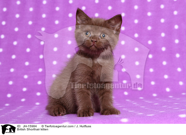 Britisch Kurzhaar Ktzchen / British Shorthair kitten / JH-15984