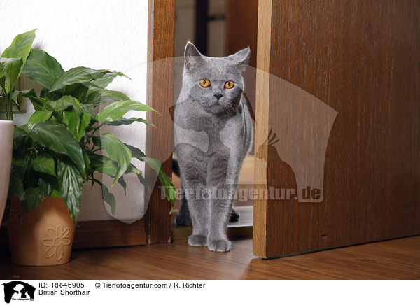 Britisch Kurzhaar steht in der Tr / British Shorthair / RR-46905