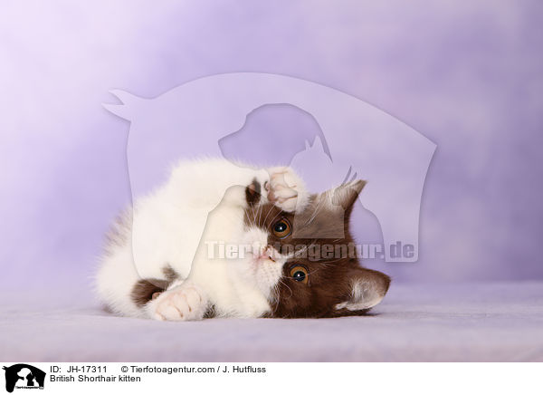 Britisch Kurzhaar Ktzchen / British Shorthair kitten / JH-17311