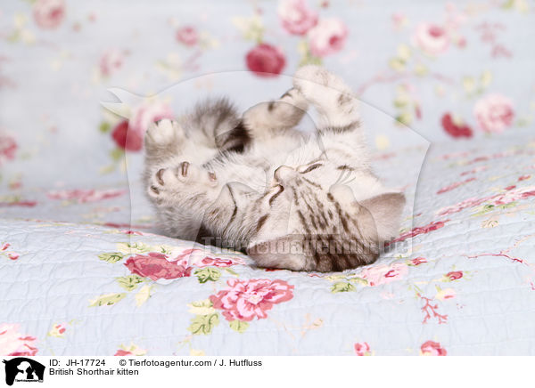 Britisch Kurzhaar Ktzchen / British Shorthair kitten / JH-17724