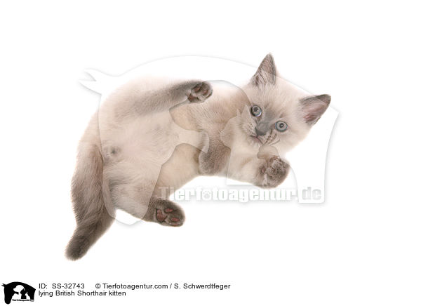 Britisch Kurzhaar Ktzchen / British Shorthair kitten / SS-32743