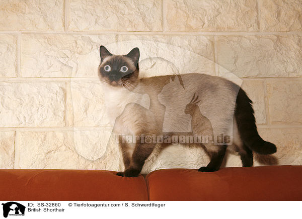 Britisch Kurzhaar / British Shorthair / SS-32860