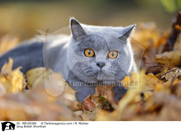 liegende Britisch Kurzhaar / lying British Shorthair / RR-58366