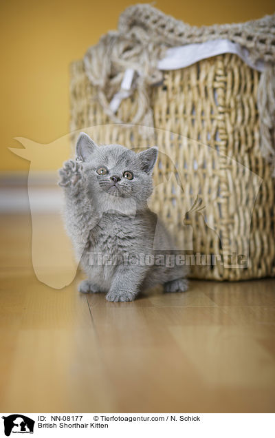 Britisch Kurzhaar Ktzchen / British Shorthair Kitten / NN-08177