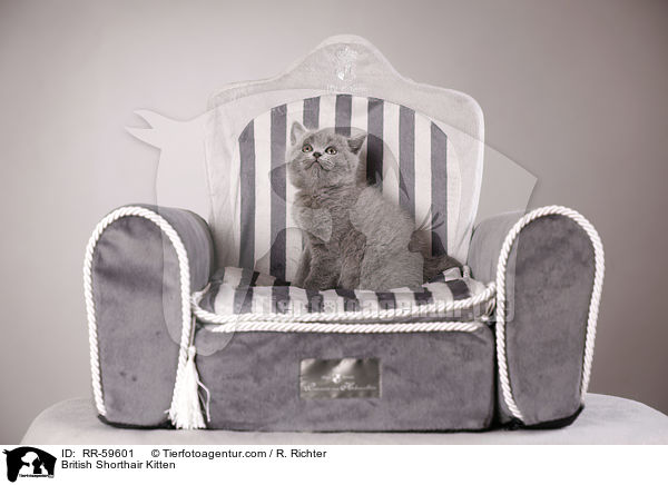 Britisch Kurzhaar Ktzchen / British Shorthair Kitten / RR-59601