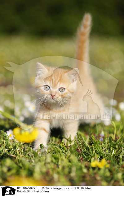 Britisch Kurzhaar Ktzchen / British Shorthair Kitten / RR-59775