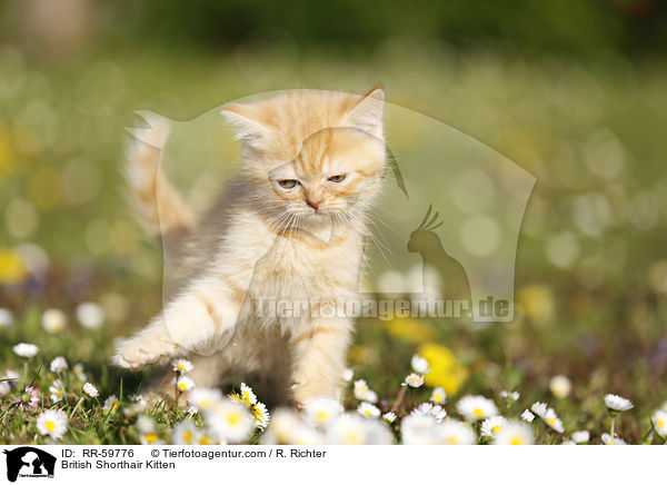 Britisch Kurzhaar Ktzchen / British Shorthair Kitten / RR-59776