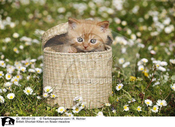 Britisch Kurzhaar Ktzchen auf Blumenwiese / British Shortair Kitten on flower meadow / RR-60139