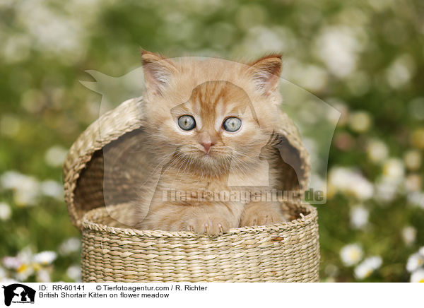 Britisch Kurzhaar Ktzchen auf Blumenwiese / British Shortair Kitten on flower meadow / RR-60141